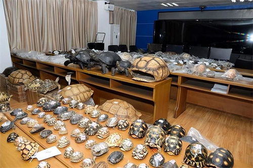 網購野生動物制品，法不可違——以案說法解析法律風險